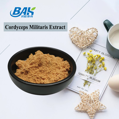 80網から120の網のCordyceps Militarisのエキス