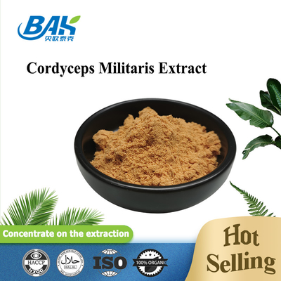 Cordyceps Militarisのエキスのレバー保護補足1% - 6% Cordycepinの粉
