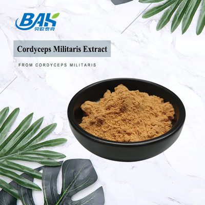 Cordyceps Militarisのエキスのレバー保護補足1% - 6% Cordycepinの粉